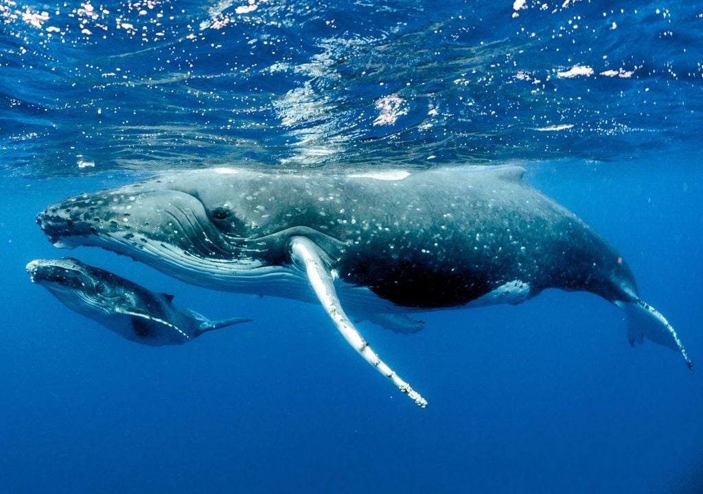 ballenas son persona jurídica protección