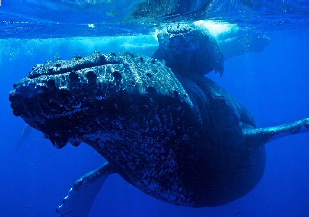 ballenas personalidad jurídica polinesia océano maoríes ballenas personalidad jurídica polinesia océano maoríes