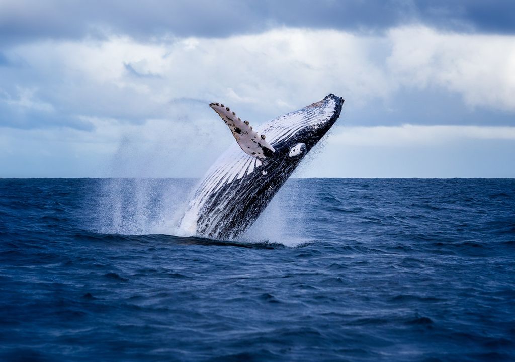 ballenas personalidad jurídica extinción ballenas personalidad jurídica extinción