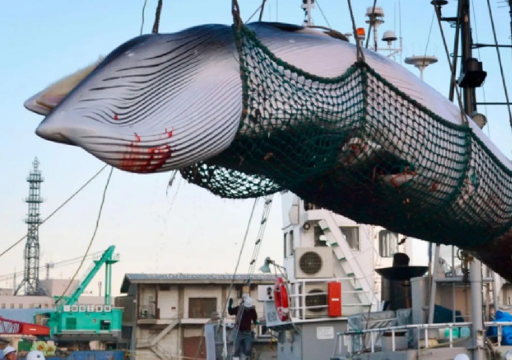 ballenas caza extinción ballenas caza extinción