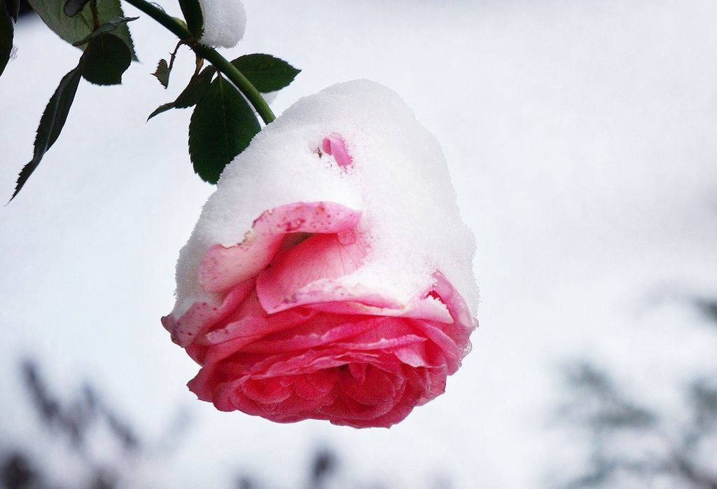 Rosa con nieve