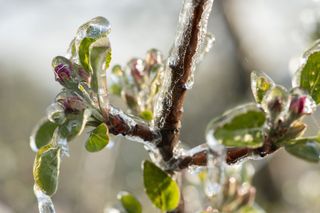 Las bruscas transiciones invierno-primavera