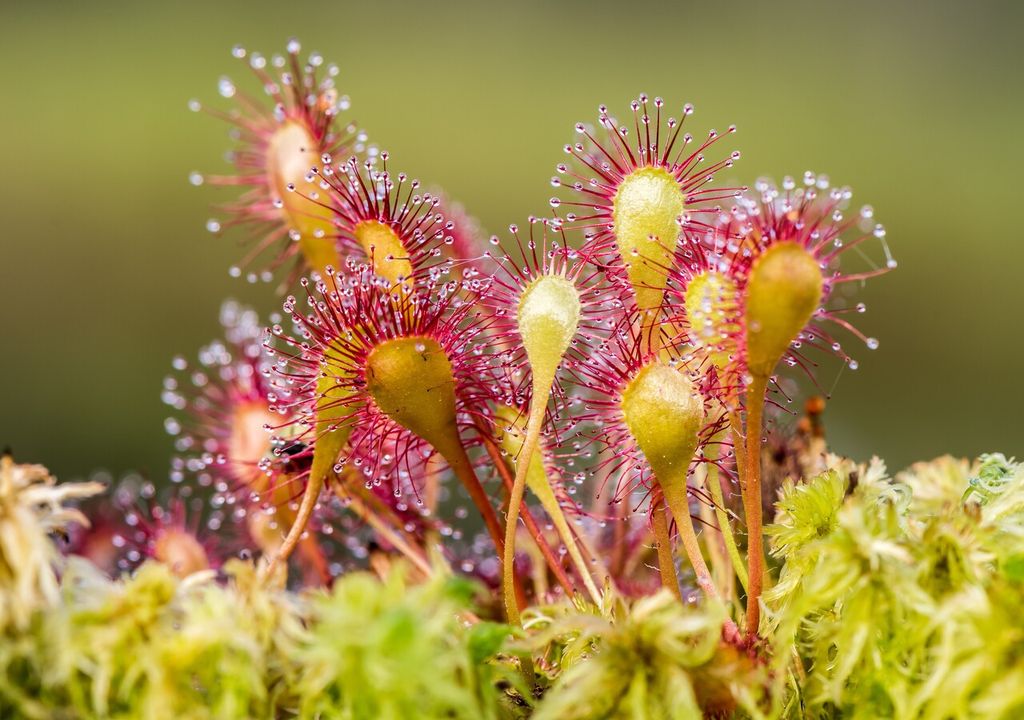 carnívoro carnívoro