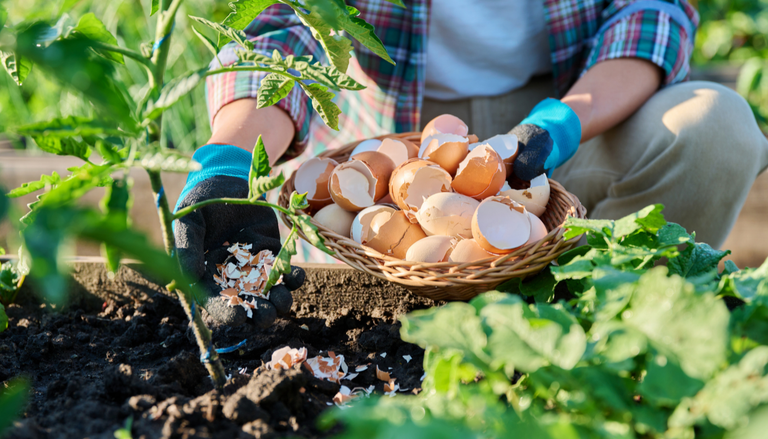 Las c&aacute;scaras de huevo pueden tener una segunda vida en el jard&iacute;n: as&iacute; puedes utilizarlas correctamente con tus plantas