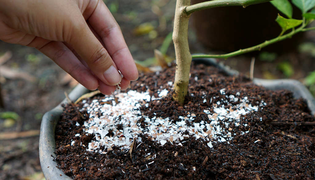 Hazla polvo y mézclala con la tierra para que tus plantas absorban el calcio poco a poco.
