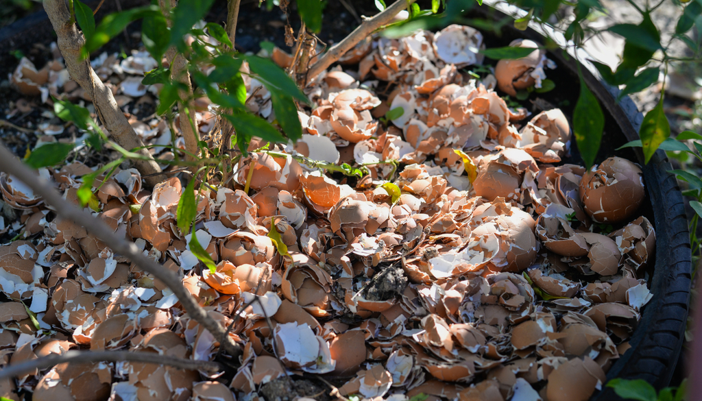 Pica la cáscara en pedacitos y esparce los trozos alrededor de tus plantas para crear una barrera que detenga a los caracoles y babosas. Pica la cáscara en pedacitos y esparce los trozos alrededor de tus plantas para crear una barrera que detenga a los caracoles y babosas.