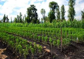 Las chinampas que flotan en Xochimilco: la técnica prehispánica que los ingenieros modernos no logran superar