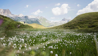 &ldquo;Las cimas de las monta&ntilde;as se est&aacute;n volviendo verdes&rdquo;: lo que la expansi&oacute;n de la flora en las alturas dice del clima