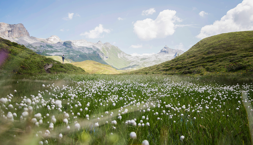 &ldquo;Las cimas de las monta&ntilde;as se est&aacute;n volviendo verdes&rdquo;: lo que la expansi&oacute;n de la flora en las alturas dice del clima