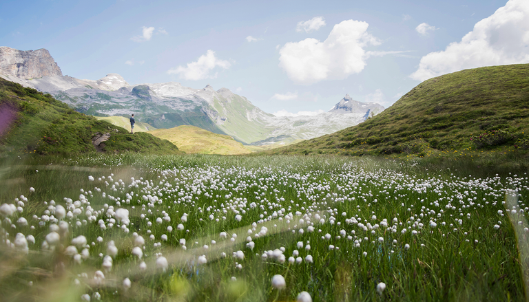 &ldquo;Las cimas de las monta&ntilde;as se est&aacute;n volviendo verdes&rdquo;: lo que la expansi&oacute;n de la flora en las alturas dice del clima
