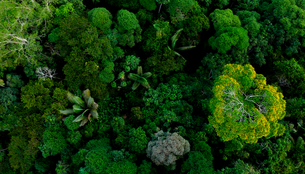 amazônia As copas das árvores da Amazônia também estão sofrendo com as altas temperaturas e a diminuição das chuvas.