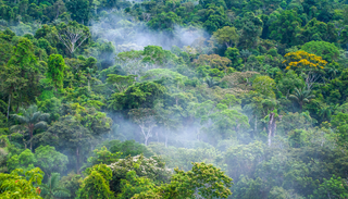 Las copas de los &aacute;rboles de la Amazonia est&aacute;n quedando vac&iacute;as: el calor extremo fuerza la ca&iacute;da acelerada de hojas