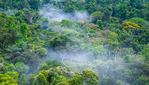 Las copas de los &aacute;rboles de la Amazonia est&aacute;n quedando vac&iacute;as: el calor extremo fuerza la ca&iacute;da acelerada de hojas