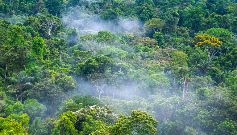 Las copas de los &aacute;rboles de la Amazonia est&aacute;n quedando vac&iacute;as: el calor extremo fuerza la ca&iacute;da acelerada de hojas