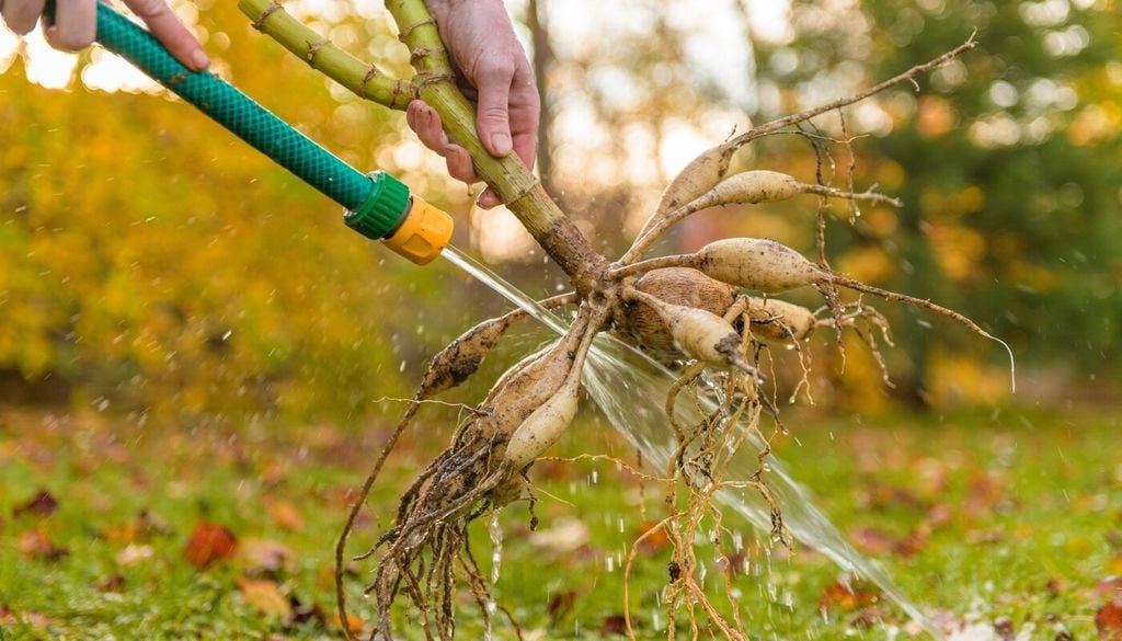 Cuando el suelo está muy húmedo, lavar los tubérculos puede ser más efectivo, siempre asegurando un secado completo posterior.