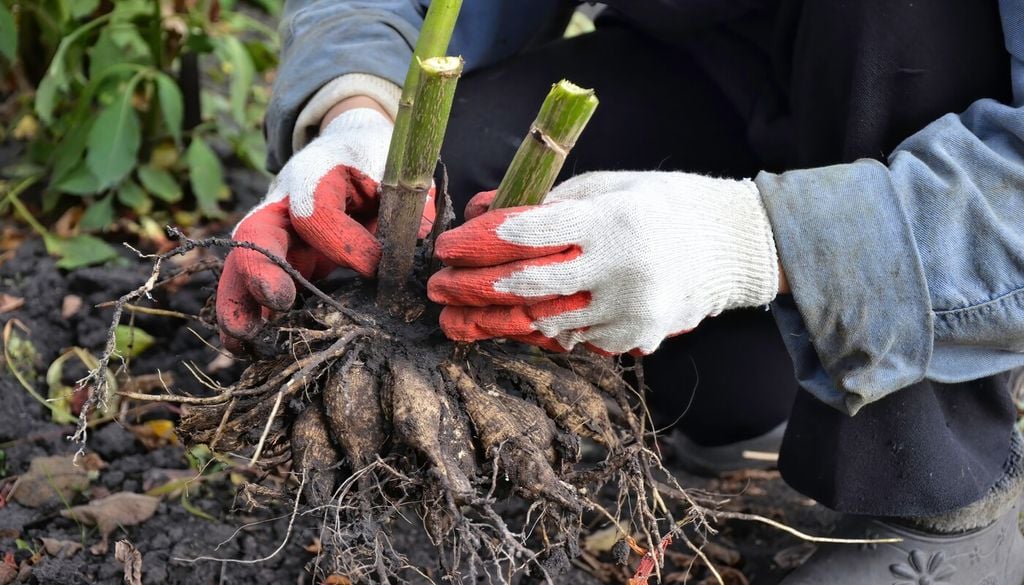 Aflojar la tierra antes de extraer la planta reduce el riesgo de cortes o roturas en los tubérculos, que pueden comprometer su conservación.