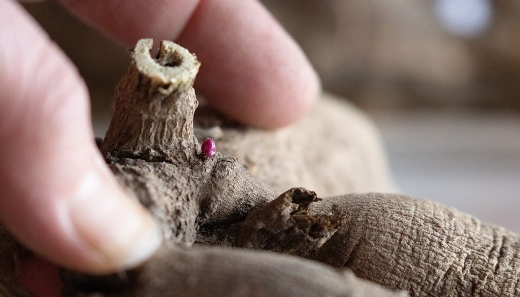 La parte carnosa almacena energía, pero sin una yema viable el tubérculo no generará una nueva planta.