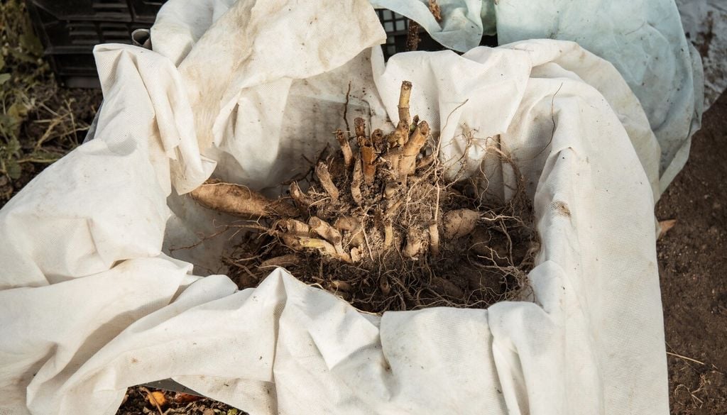 Apresurar el secado o almacenarlos húmedos es uno de los errores más comunes y una de las principales causas de pérdida.