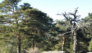 Las especies podrían perder debido al cambio climático tres veces más área de su distribución de lo que se preveía