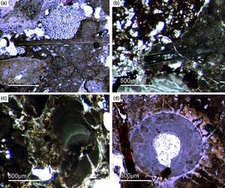 Las esponjas más antiguas del mundo encontradas en Ciudad Real, España