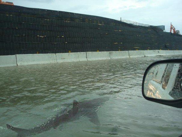 Una foto típica que aparece en muchos eventos extremos de lluvia: un tiburón paseando por una calle inundada por Sandy.