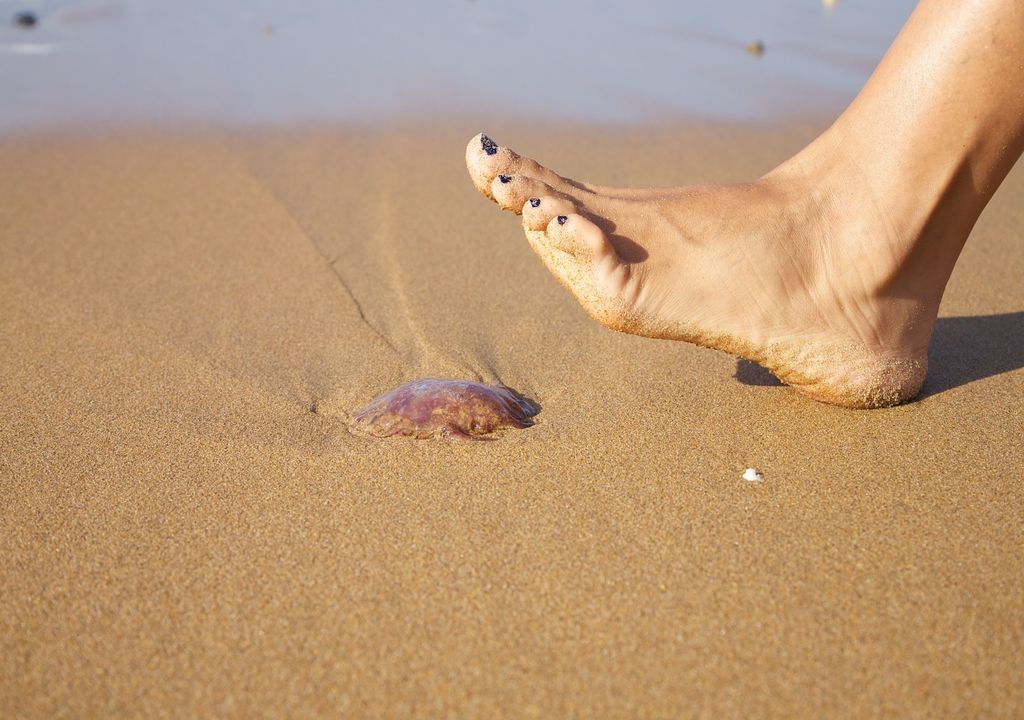 Persona a punto de pisar una medusa en la playa