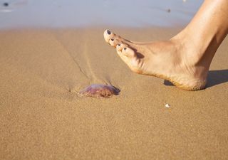 Cuidado!  Medusa e fragata portuguesa visitam praias do Chile