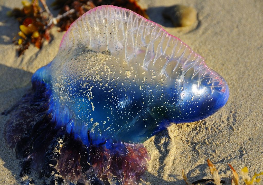 Fragata Portuguesa Fragata Portuguesa