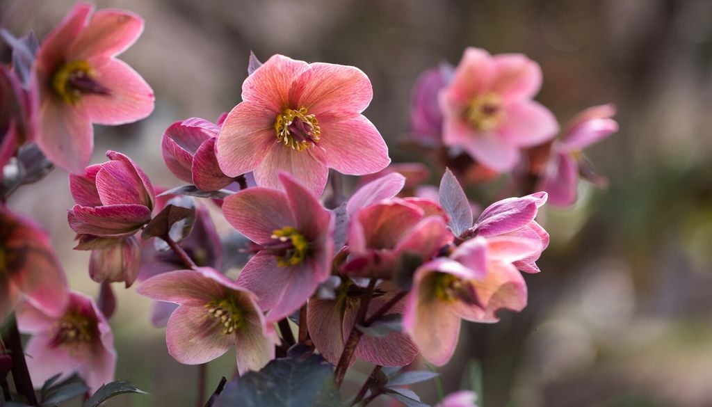 rosa de navidad Pocas plantas ornamentales desafían el invierno como el Helleborus, capaz de florecer incluso cuando las heladas todavía forman parte del paisaje.