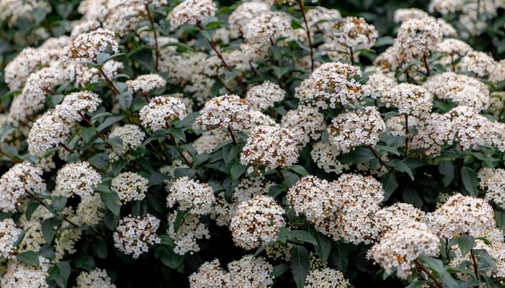Durillo Resistente y de fácil cultivo, el durillo combina flores, frutos y follaje siempreverde en una sola especie.