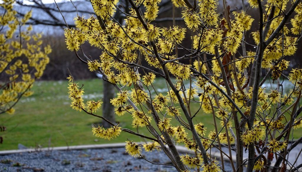 hamamellis Los pétalos alargados del hamamelis recuerdan pequeñas cintas de vivos colores que iluminan el jardín durante los meses más fríos.