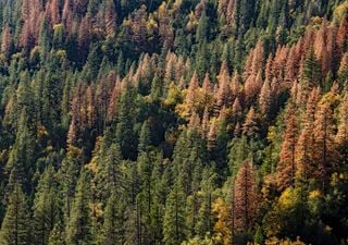 Las hectáreas de bosque afectadas por la sequía en Cataluña duplican las del incendio más grande registrado en España