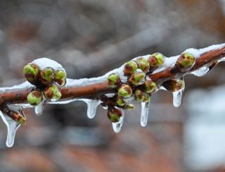 Las heladas tardías de primavera en España: zonas donde son más probables y cómo proteger los cultivos