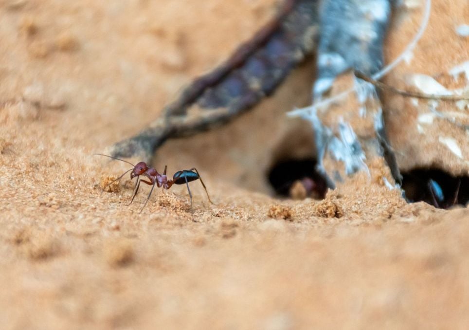 Hormigas del desierto