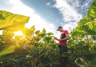 Las lluvias brillan por su ausencia y la campaña agrícola en Argentina avanza a paso lento y sin ritmo