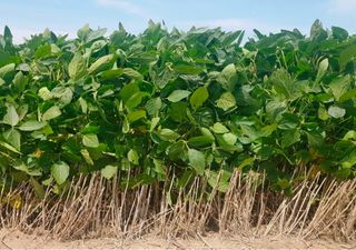 Las lluvias cambian el escenario del agro argentino: la soja mejora y se proyectan 48,5 millones de toneladas