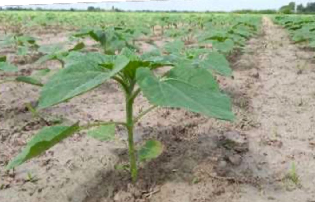 girasol El girasol avanza con ritmo adelantado y mejores reservas de humedad, mientras los lotes más desarrollados del NEA ya ingresan en etapas reproductivas.
