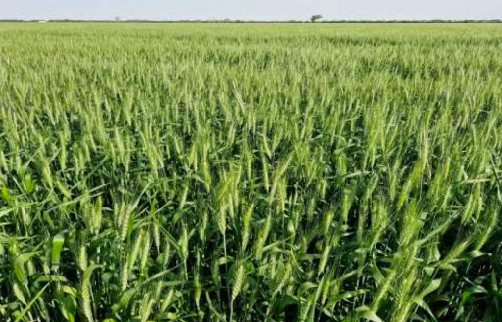 trigo Con una parte importante del cultivo entrando en espigazón, octubre será clave para definir cuánto del rendimiento esperado logra sostenerse hasta la cosecha.