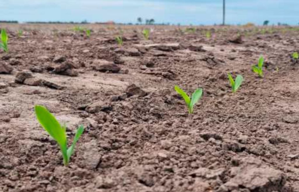 maíz Las nuevas lluvias permitieron reactivar la siembra de maíz temprano, justo cuando el calendario empieza a reducir el margen para completar los lotes pendientes.