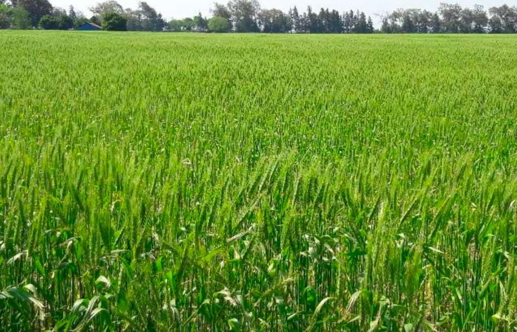 trigo Las lluvias de fines de septiembre mejoraron la condición del trigo, aunque en algunas zonas las heladas y el déficit hídrico ya habían recortado parte del potencial.