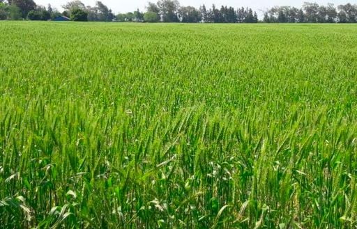 Las lluvias cambian el inicio de octubre en el campo: se reactiva la siembra y el trigo recupera terreno