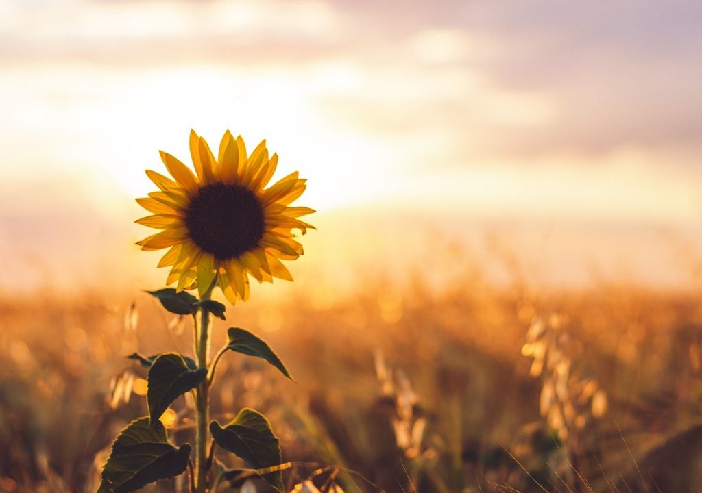 girasol El girasol volvió a mostrar rindes destacados gracias a las lluvias y a la recuperación de humedad en los suelos durante la campaña 2025/26.