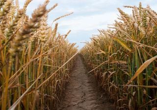 Las lluvias de la última quincena del año