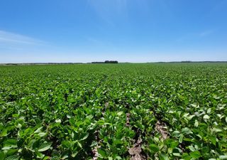 Las lluvias demoraron el inicio de la cosecha de soja, pero otra oleaginosa sorprende por sus rendimientos
