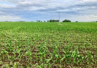 Las lluvias destrabaron las siembras tardías de maíz y soja en Argentina