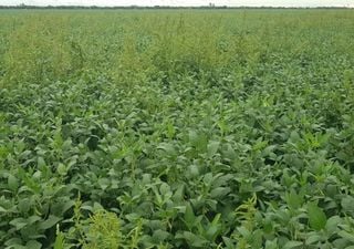 Las lluvias en la zona núcleo impulsaron la producción, pero aún persisten riesgos de cara al cierre de la campaña