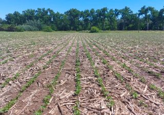 Las lluvias no dan tregua y la ventana de siembra de soja se cierra: el campo argentino enfrenta su semana más crítica