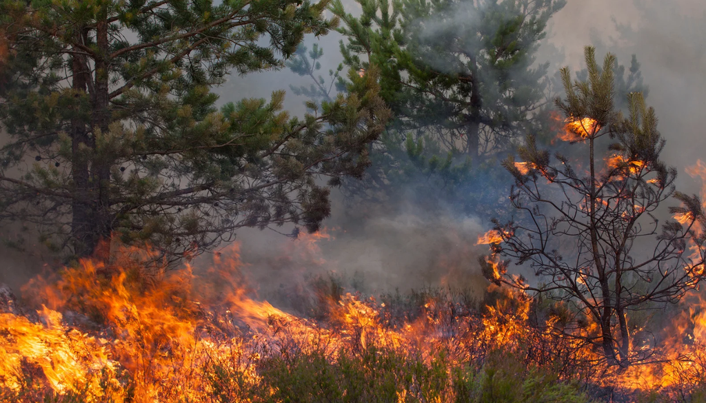 La vegetación que crece tras una temporada de lluvias abundantes puede convertirse en combustible para los incendios forestales cuando pierde humedad durante los meses cálidos y secos. La vegetación que crece tras una temporada de lluvias abundantes puede convertirse en combustible para los incendios forestales cuando pierde humedad durante los meses cálidos y secos.