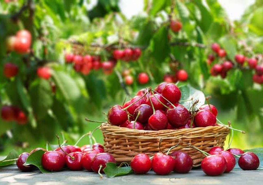 Las cerezas son uno de los principales productos frutícolas de exportación de Chile, por lo que los daños asociados a eventos meteorológicos pueden tener importantes consecuencias productivas y económicas.