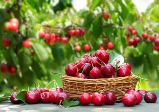 Las lluvias ya dejan su huella en las cerezas, pero el fr&iacute;o podr&iacute;a contar otra parte de la historia